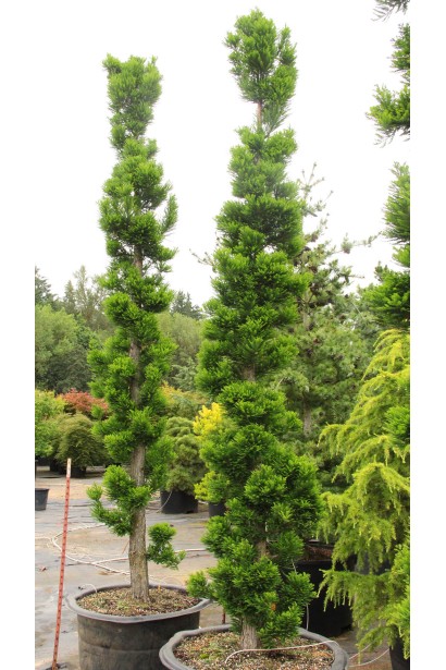 Таксодій дворядний Певе Мінарет в контейнері